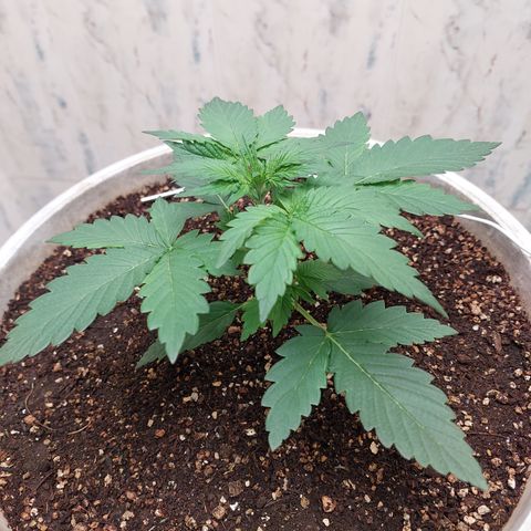 Maigualida growlog timeline photo