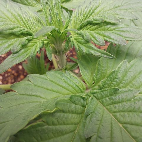Maigualida growlog photo: Empezó la Pre Flora