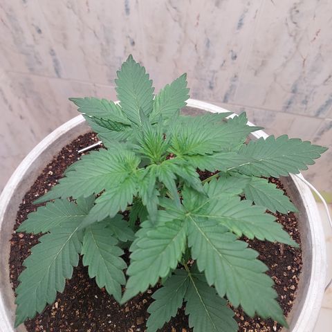 Maigualida growlog timeline photo