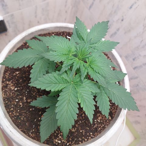 Maigualida growlog timeline photo