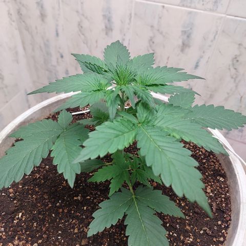 Maigualida growlog timeline photo
