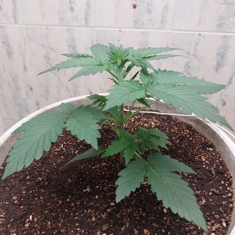 Maigualida growlog timeline photo