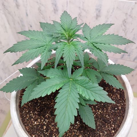 Maigualida growlog timeline photo