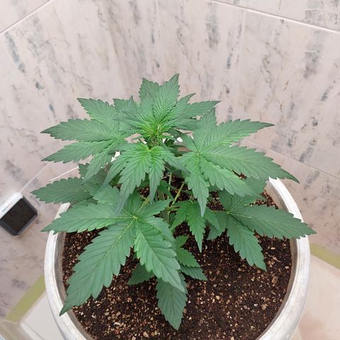 Maigualida growlog timeline photo