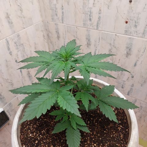 Maigualida growlog timeline photo