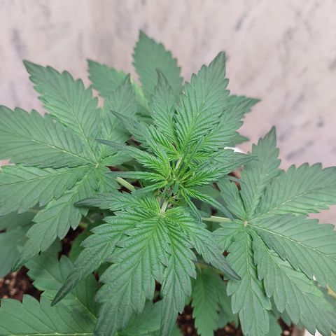 Maigualida growlog timeline photo