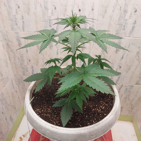 Maigualida growlog timeline photo