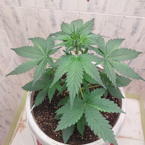 Maigualida growlog timeline photo