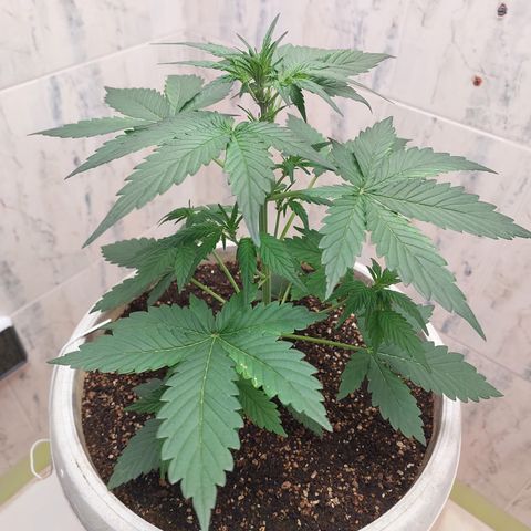Maigualida growlog timeline photo