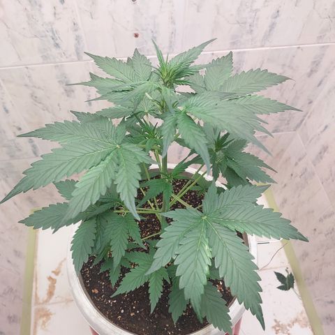 Maigualida growlog timeline photo