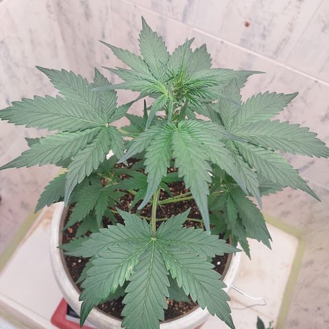 Maigualida growlog timeline photo