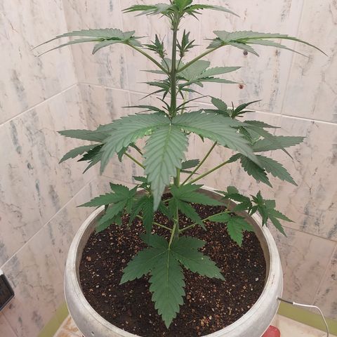 Maigualida growlog timeline photo