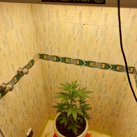 Maigualida growlog timeline photo