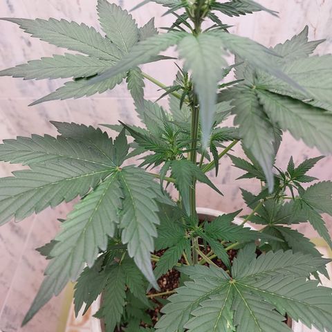 Maigualida growlog timeline photo