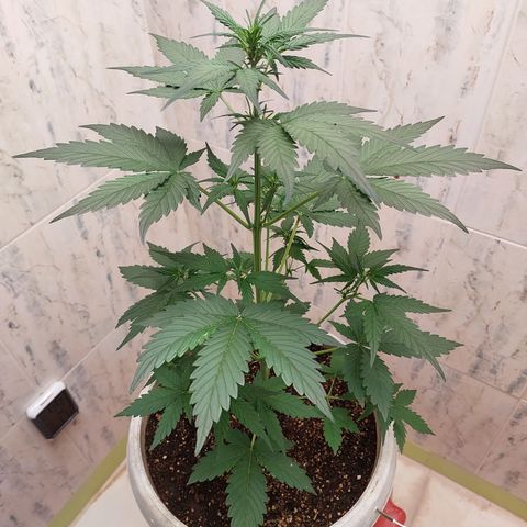 Maigualida growlog timeline photo