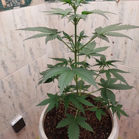 Maigualida growlog timeline photo