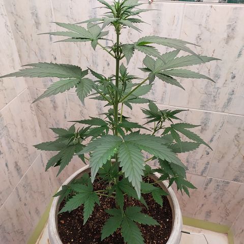 Maigualida growlog timeline photo