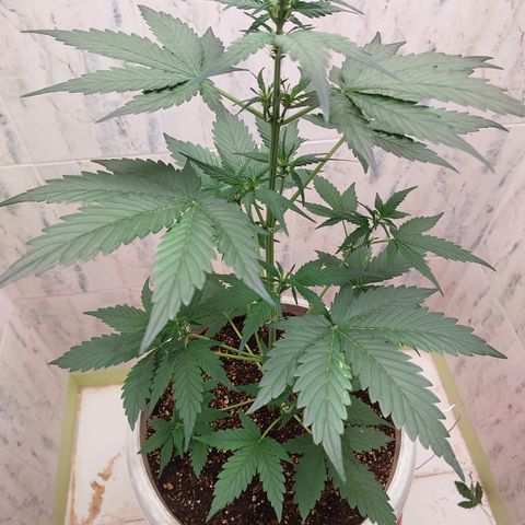 Maigualida growlog timeline photo