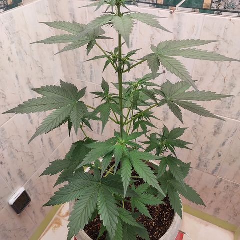 Maigualida growlog timeline photo