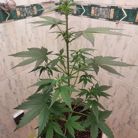 Maigualida growlog timeline photo