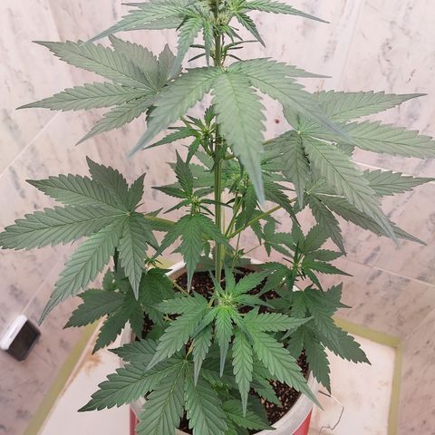 Maigualida growlog timeline photo