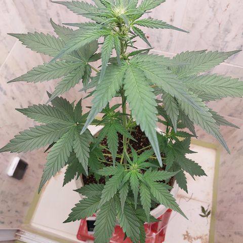 Maigualida growlog timeline photo