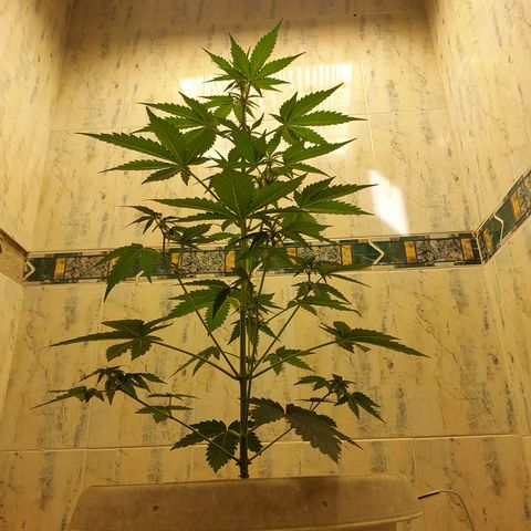 Maigualida growlog timeline photo