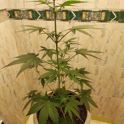 Maigualida growlog timeline photo