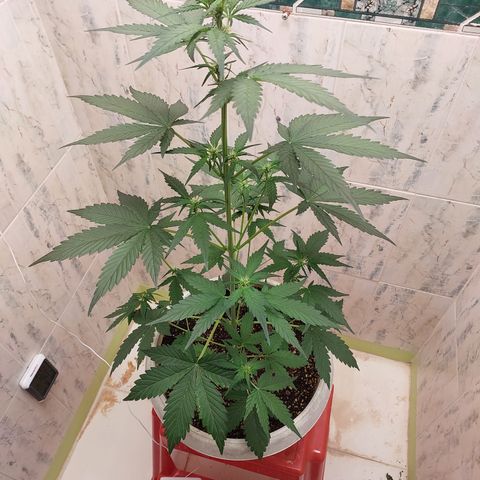 Maigualida growlog timeline photo