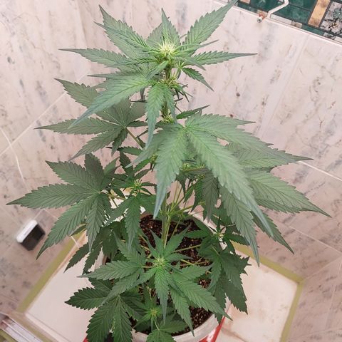 Maigualida growlog timeline photo