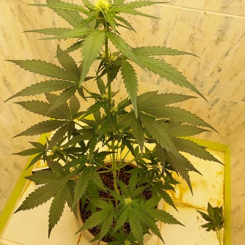 Maigualida growlog timeline photo