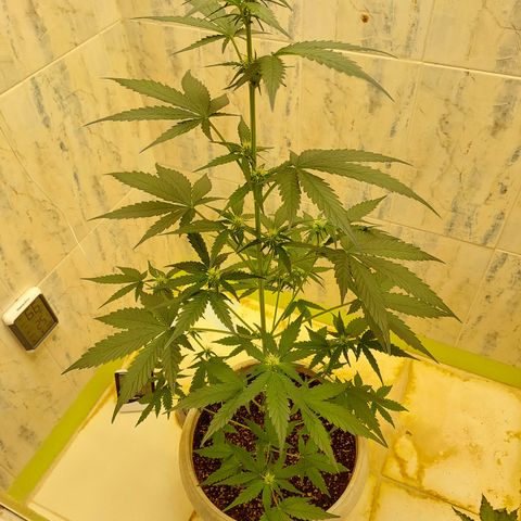 Maigualida growlog timeline photo