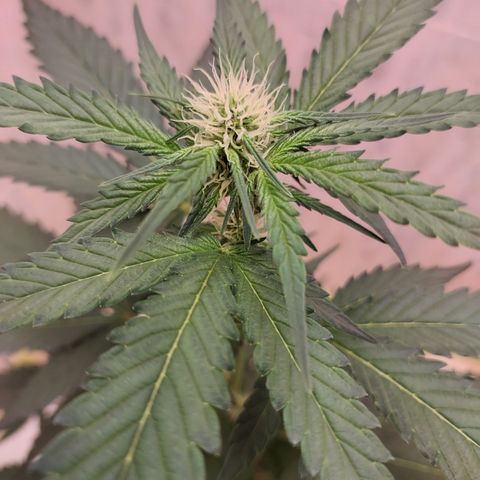 Maigualida growlog timeline photo