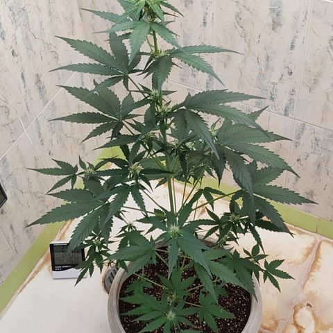 Maigualida growlog timeline photo
