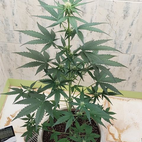 Maigualida growlog timeline photo