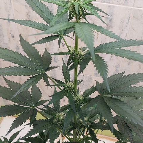 Maigualida growlog timeline photo
