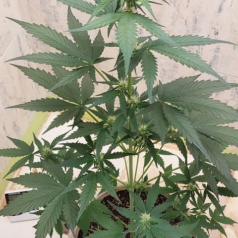 Maigualida growlog timeline photo