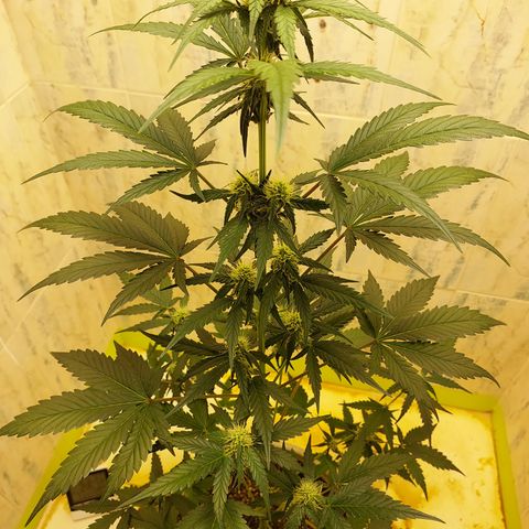 Maigualida growlog timeline photo