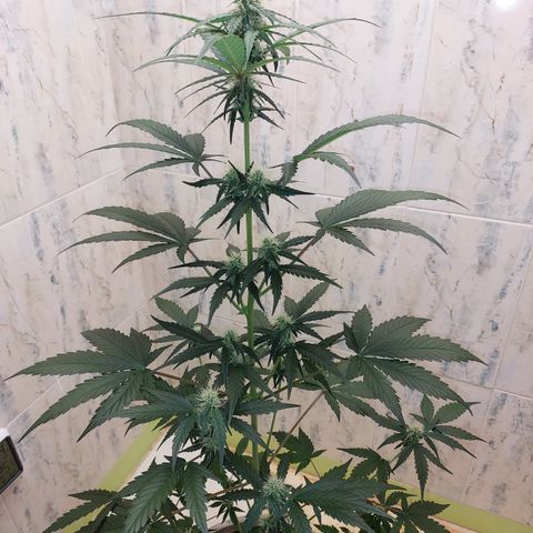 Maigualida growlog timeline photo
