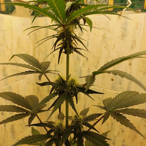 Maigualida growlog timeline photo