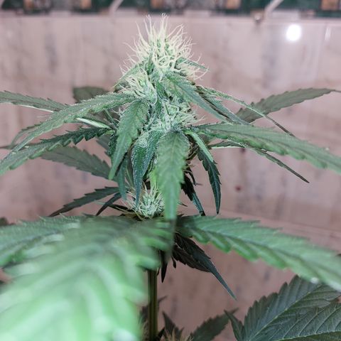 Maigualida growlog timeline photo