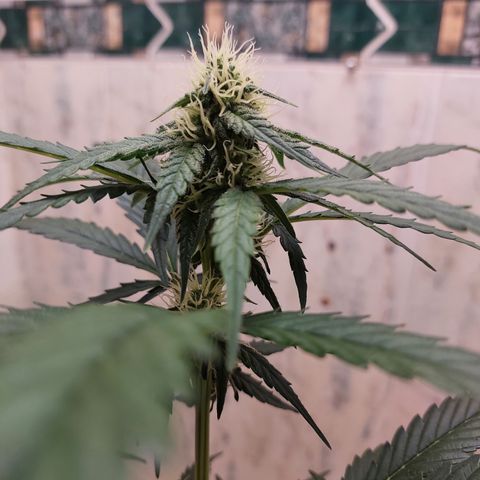Maigualida growlog timeline photo