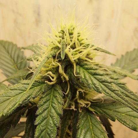 Maigualida growlog timeline photo