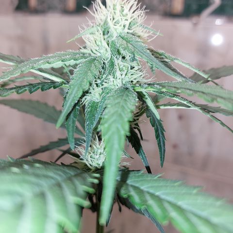 Maigualida growlog timeline photo