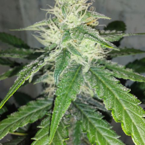 Maigualida growlog photo: Lámpara al 100% de Power desde Hoy. 