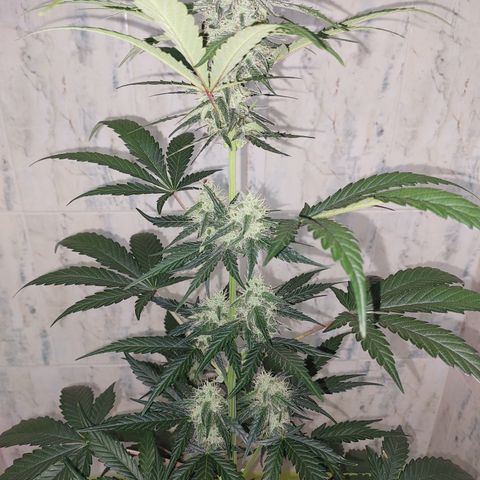 Maigualida growlog photo: Lámpara al 100% de Power desde Hoy. 