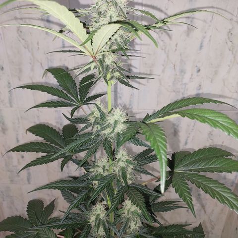 Maigualida growlog photo: Lámpara al 100% de Power desde Hoy. 