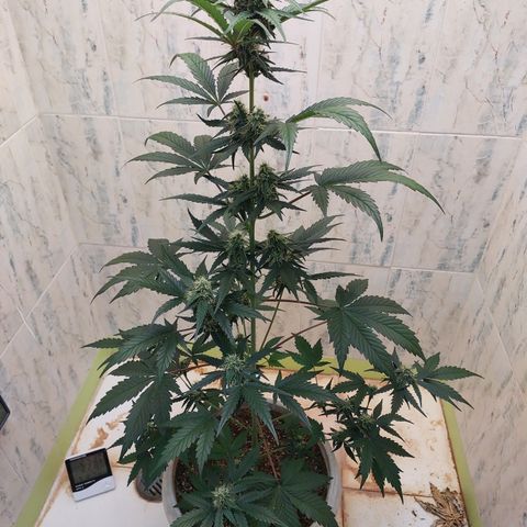 Maigualida growlog photo: Lámpara al 100% de Power desde Hoy. 