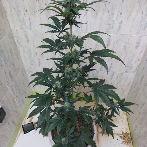 Maigualida growlog photo: Lámpara al 100% de Power desde Hoy. 