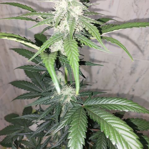 Maigualida growlog photo: Lámpara al 100% de Power desde Hoy. 